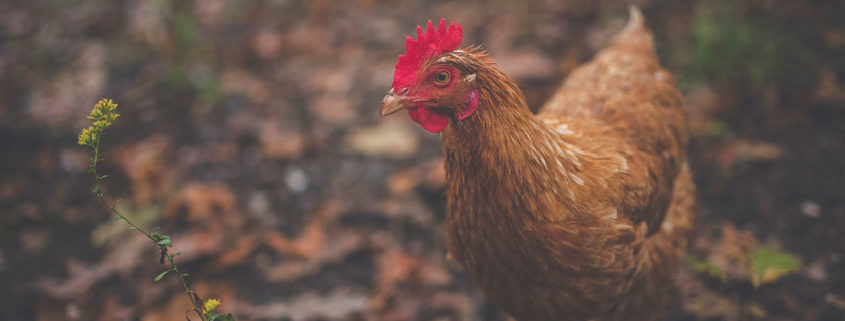 Apadrina una gallina feliz