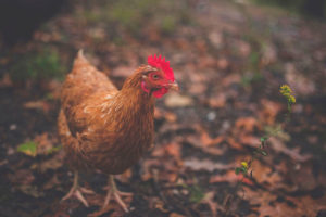 Gallina campera
