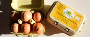 Huevos camperos
