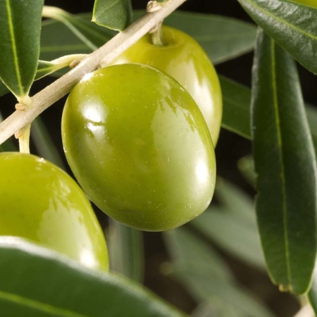 ACEITE y VINAGRE