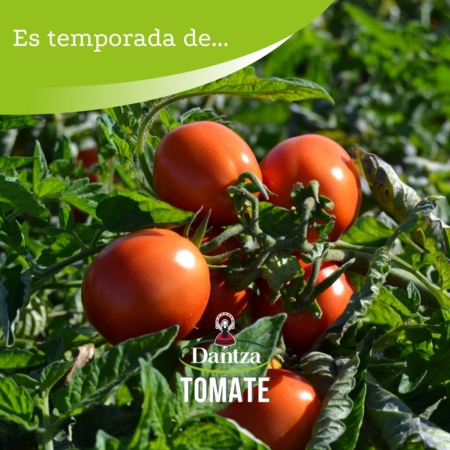 CONSERVAS VEGETALES